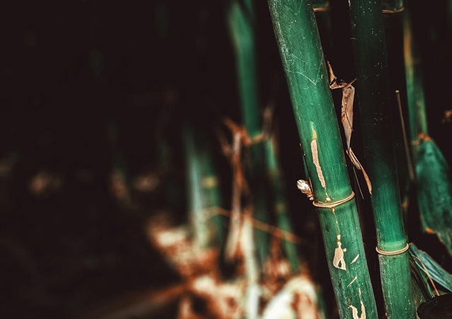 Bamboo Toilet Paper Is Not Always Greener