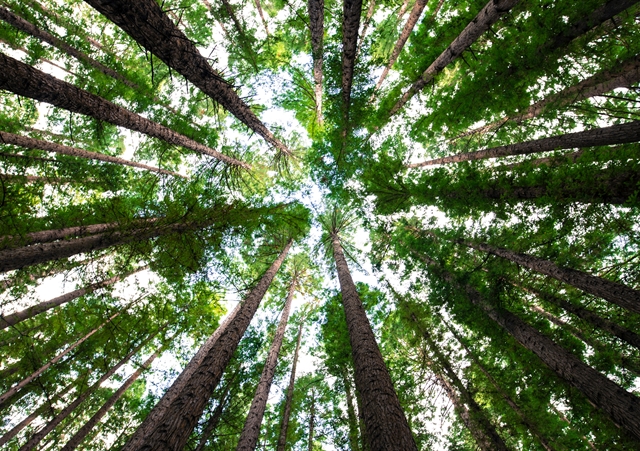 For the Paper Industry, Arbor Day Starts at the Source